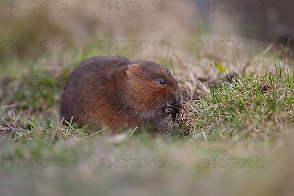 Water vole,