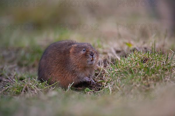 Water vole,