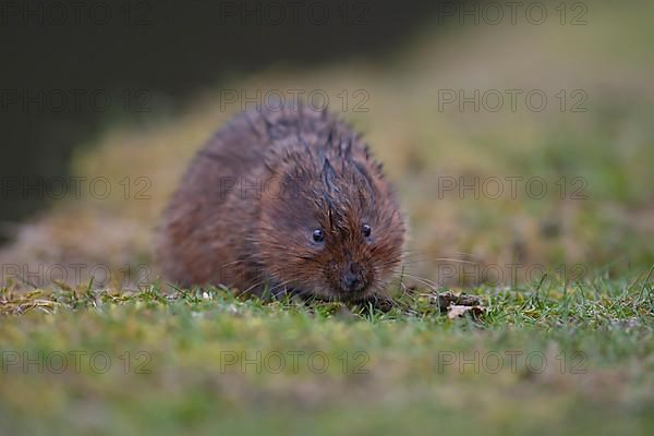 Water vole,