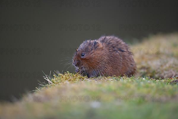 Water vole,