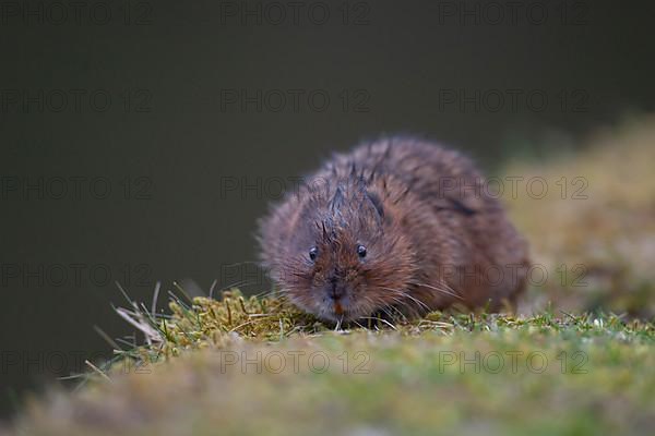 Water vole,