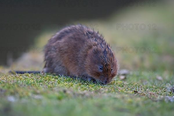 Water vole,