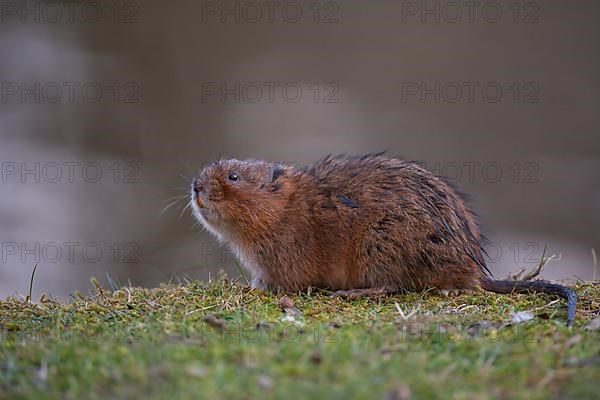 Water vole,