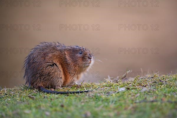 Water vole,