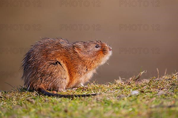 Water vole,