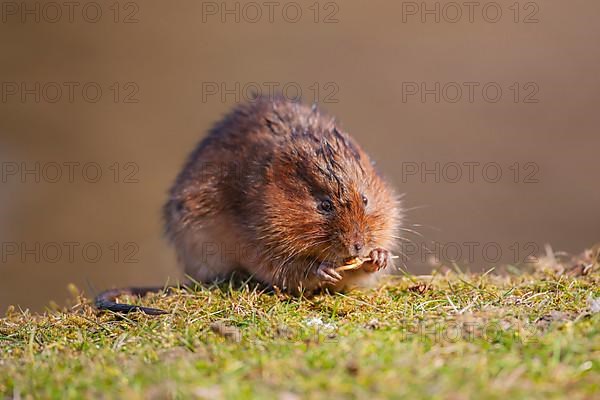 Water vole,