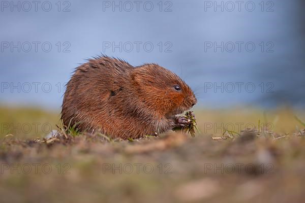 Water vole,