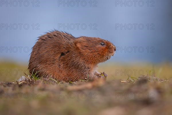 Water vole,