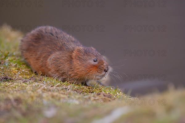 Water vole,