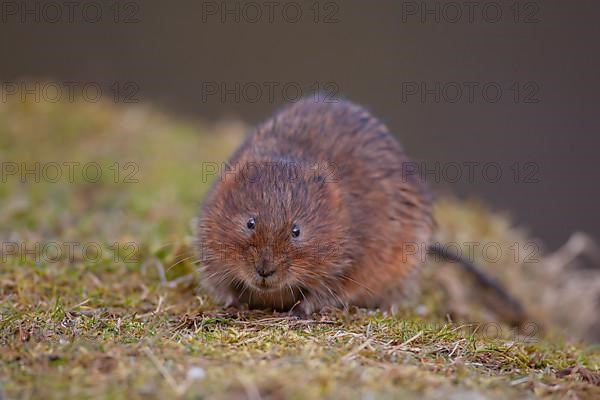 Water vole,