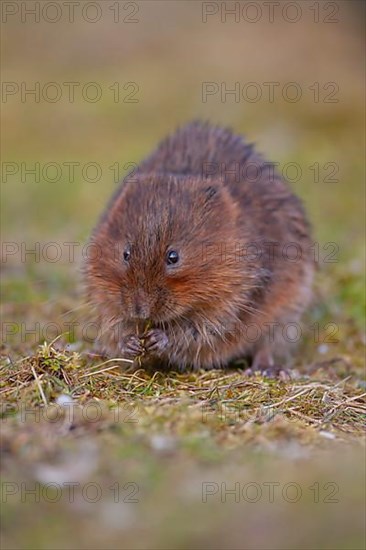 Water vole,