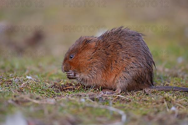 Water vole,