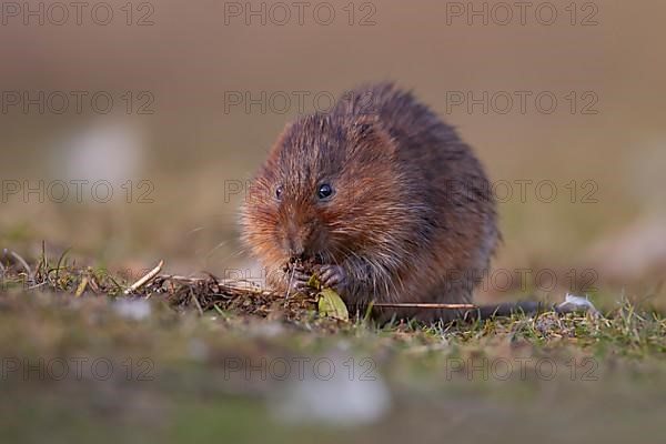 Water vole,