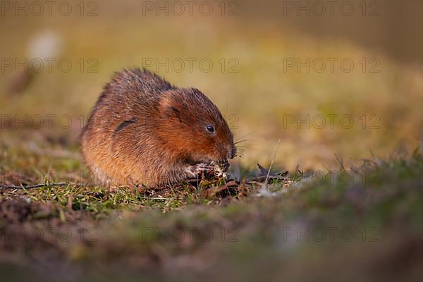 Water vole,