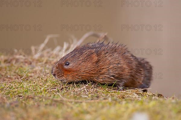 Water vole,