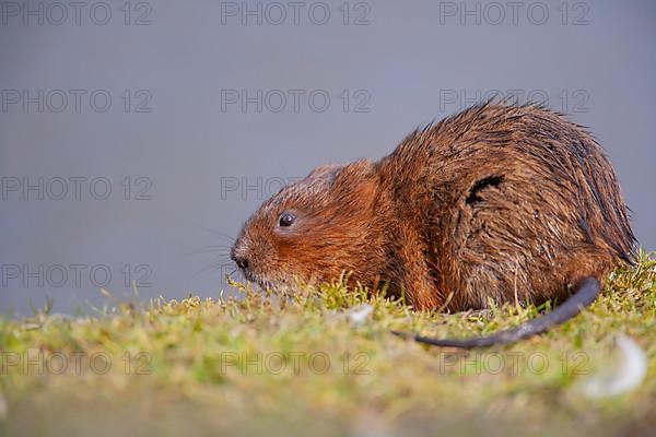 Water vole,