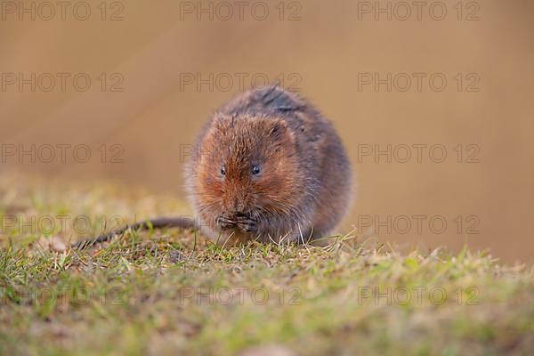 Water vole,