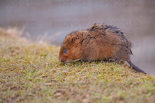 Water vole,