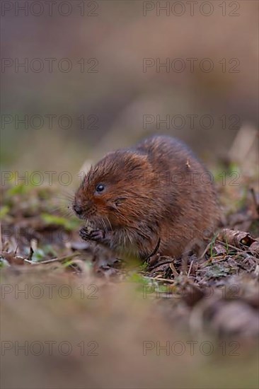 Water vole,