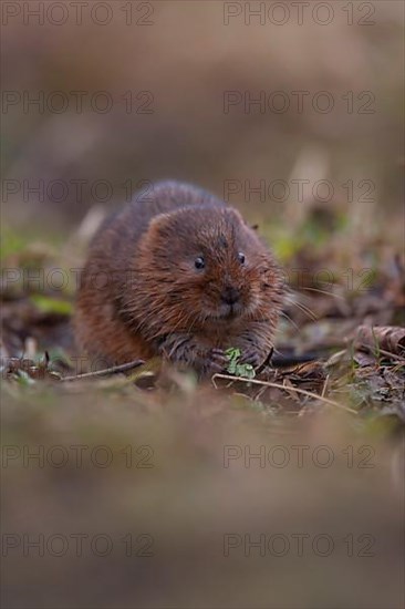 Water vole,