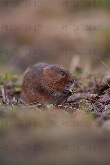 Water vole,