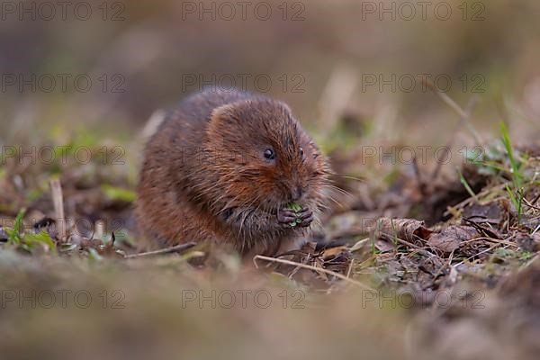 Water vole,