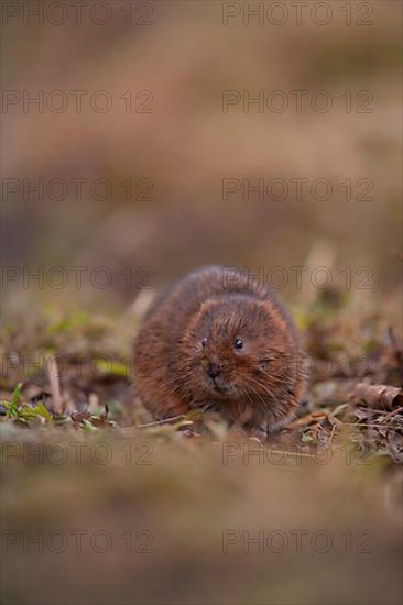 Water vole,