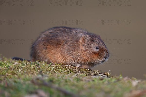 Water vole,