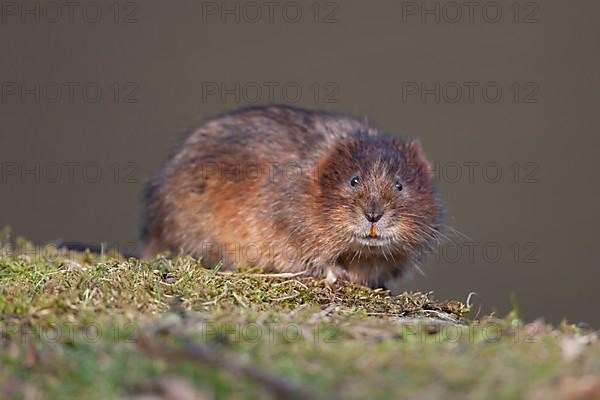 Water vole,