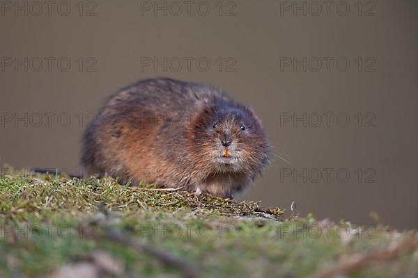 Water vole,