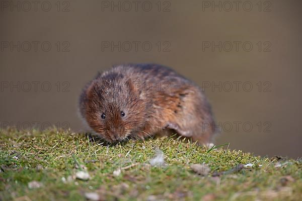 Water vole,