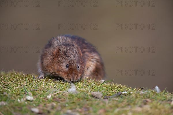 Water vole,