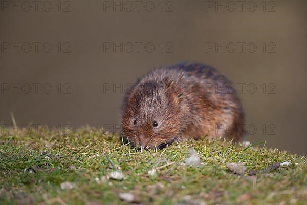 Water vole,