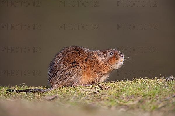 Water vole,