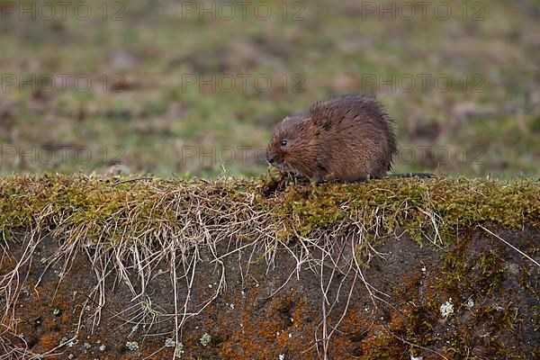 Water vole,