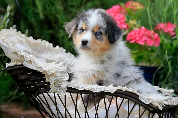 Australian Shepherd domestic dog,