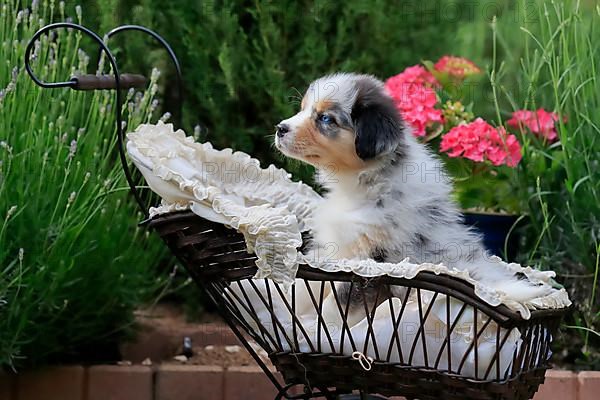 Australian Shepherd domestic dog,