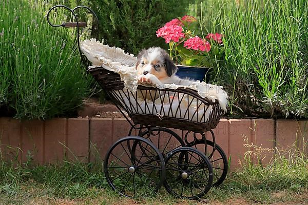 Australian Shepherd domestic dog,