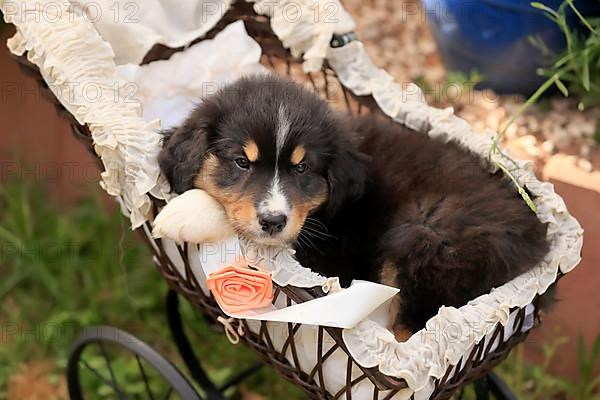 Australian Shepherd domestic dog,