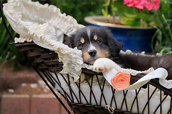 Australian Shepherd domestic dog,