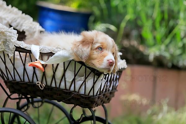 Australian Shepherd domestic dog,