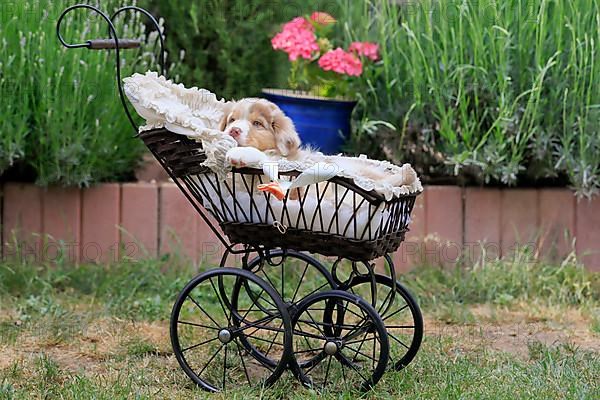 Australian Shepherd domestic dog,