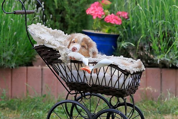 Australian Shepherd domestic dog,