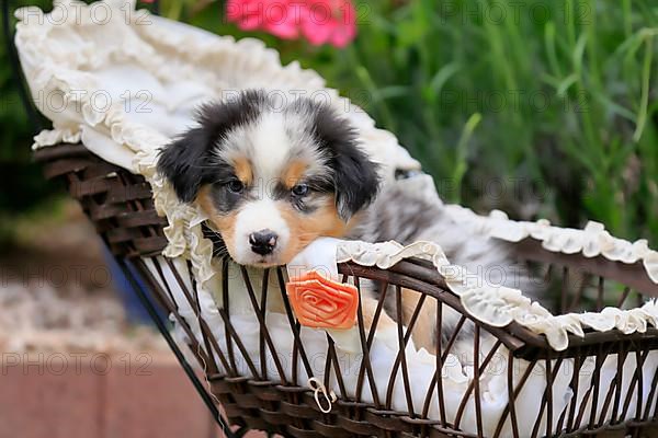 Australian Shepherd domestic dog,