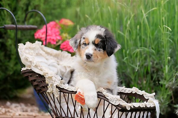 Australian Shepherd domestic dog,