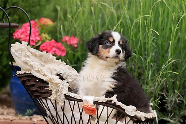 Australian Shepherd domestic dog,