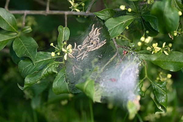 European spindle ermine,