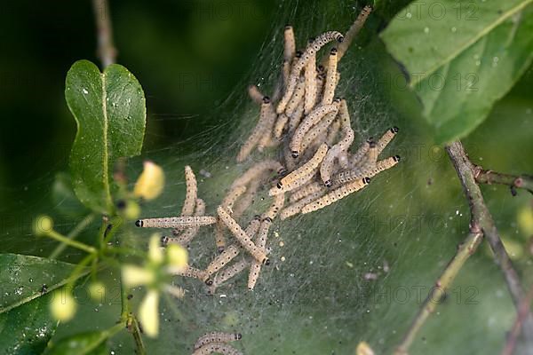 European spider moth,