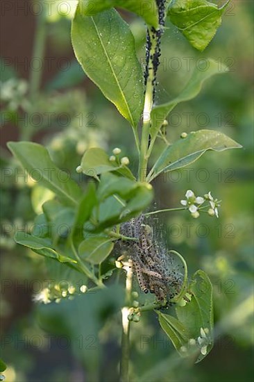 European spindle ermine,