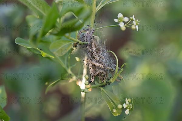 European spindle ermine,